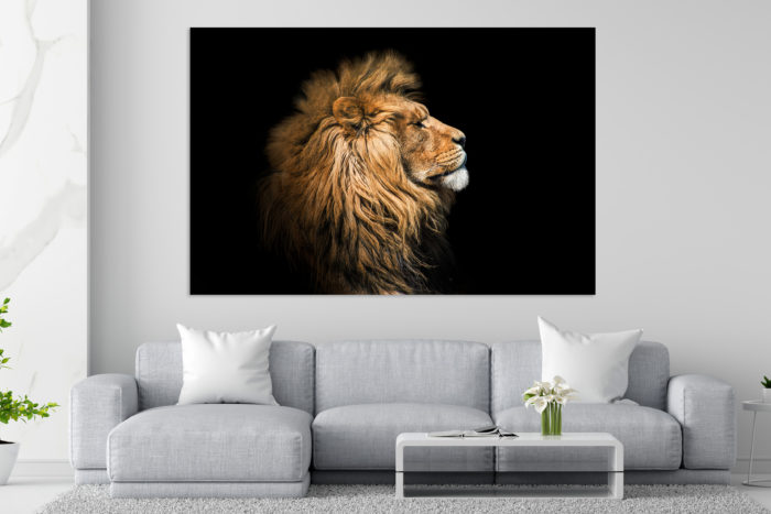 Aludibondbild Lion